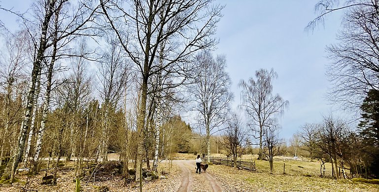 En landskapsbild över Siggeryd naturreservat. På bilden ser man ett lövskogslandskap med en gärdskap och grusväg. Längs vägen går en tjej med vit tröja och svarta jeans med en hund.